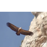 گونه کرکس Eurasian Griffon Vulture